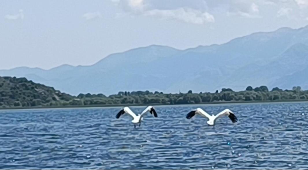 Holiday Home Haustor With Skadar Lake View Podgorica Esterno foto