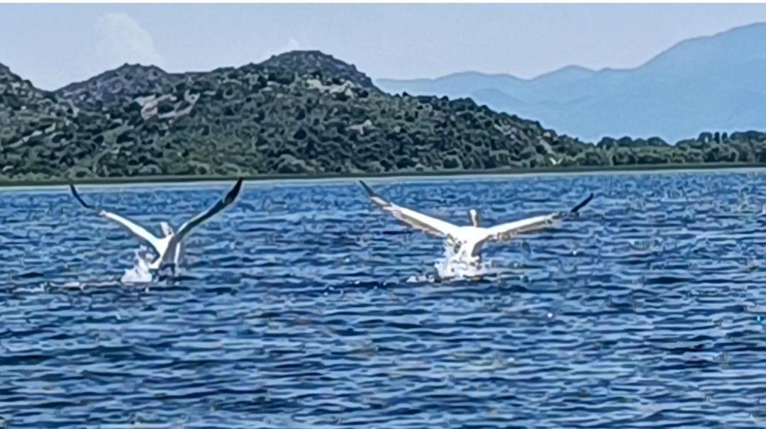 Holiday Home Haustor With Skadar Lake View Podgorica Esterno foto