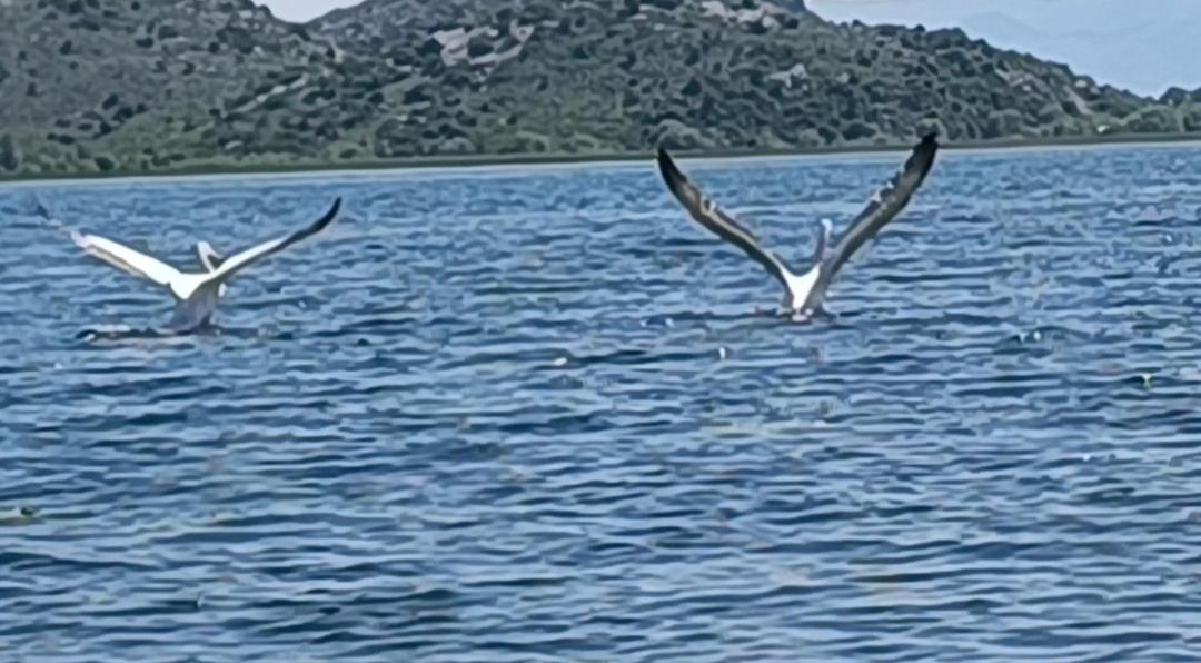 Holiday Home Haustor With Skadar Lake View Podgorica Esterno foto